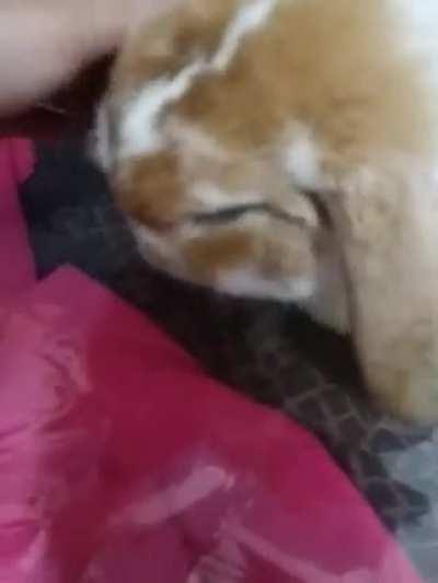 This might be normal but im a first time bunny owner and i dont know if my bunny should be sniffing as much and as fast as he does