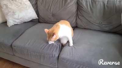 poor cat sucked off a sofa