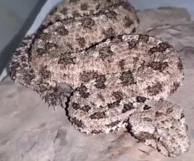 🔥 Spider-tailed horned viper is a rare and highly venomous snake that uses its tail as bait for birds. The tail with which she waves looks like a spider, and the viper itself blends perfectly with the landscape.