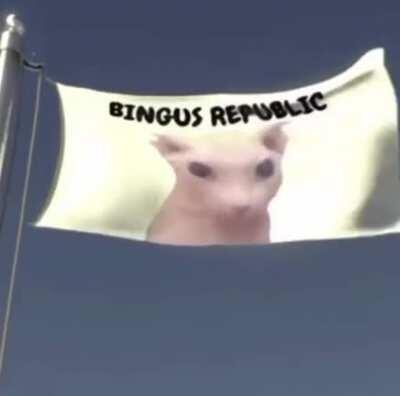 Welcome to the Bingus republic