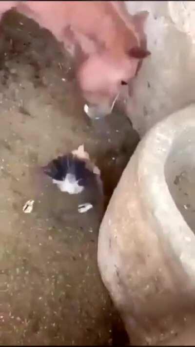 A Juan le gusta el pollo crudo