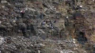 The first thing these baby geese do in life is JUMP OFF A HUGE CLIFF