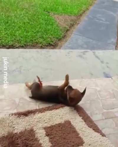 Adorable puppy playing with butterfly..