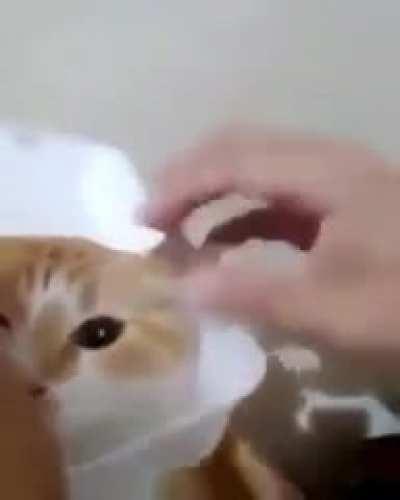 Me when Sexo313(because why not)