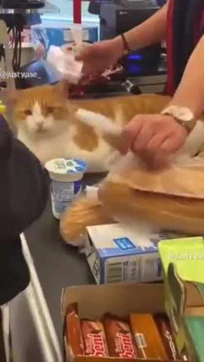 In Turkey, stray cats are cherished by all and are welcomed wherever they go. They are often treated as petting opportunities and they don't seem to mind it one bit.