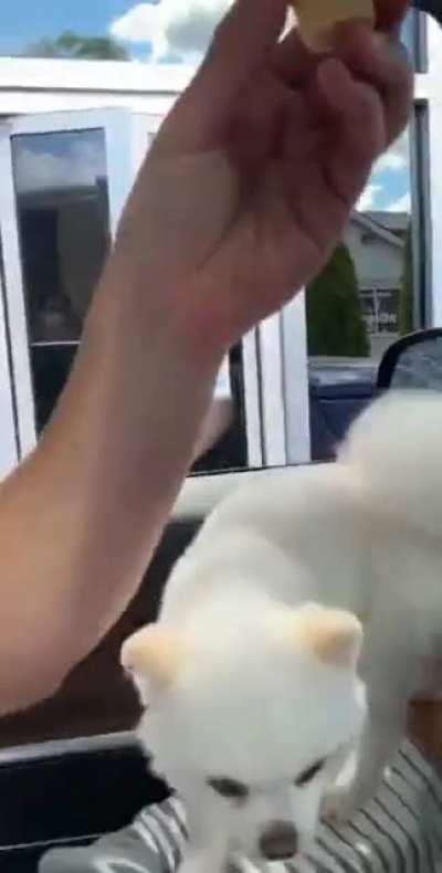 Little cloud sounds like a squeaky toy