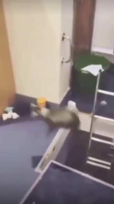 Beelce cuando llama a cual quiera del beelce team