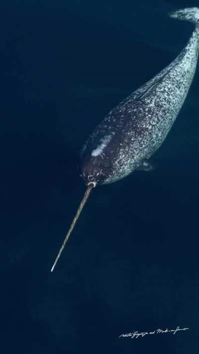🔥The Narwhal (Monodon Monoceros)