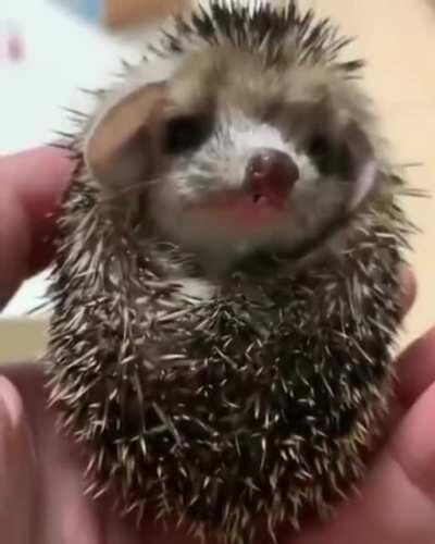 Baby hedgehog yawn