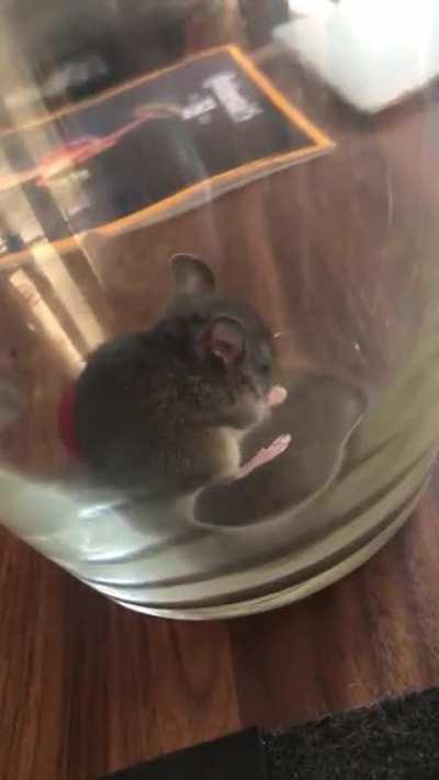 Found a mouse in the house awhile back. I gave it a raspberry and let it go outside