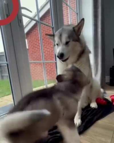 Son, today I will teach you how to flirt with pretty girls, I will only be a model once