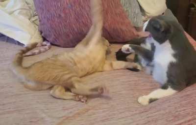 Jack-Jack wins the Battle for the Bed