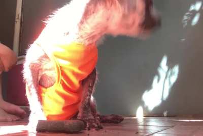 no doubt, she loves treats. can’t wait to see her 100% healthy