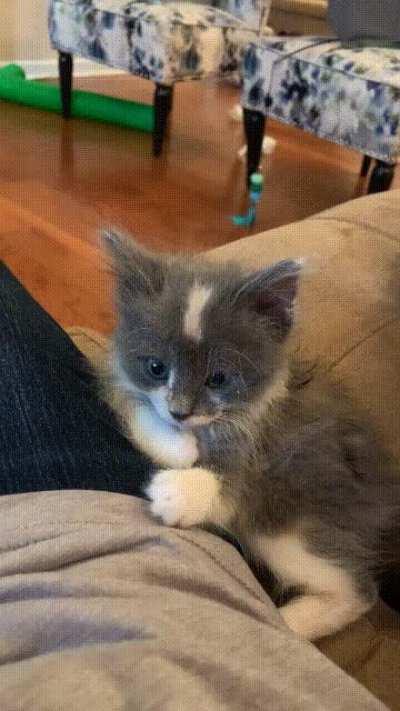 Extremely sleepy Piper