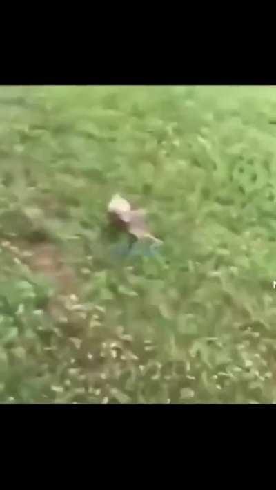 The human exterminator, the rapid rabbit 