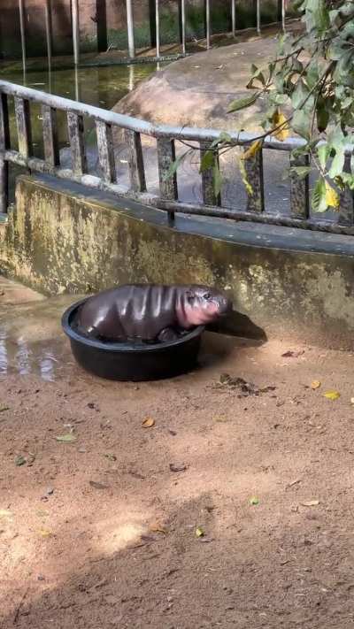 Moo Deng hippo 🦛 getting more chonky