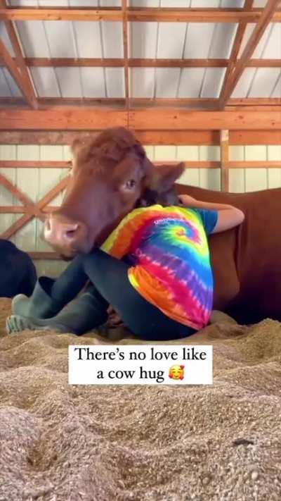 Cow hugs are the best hugs