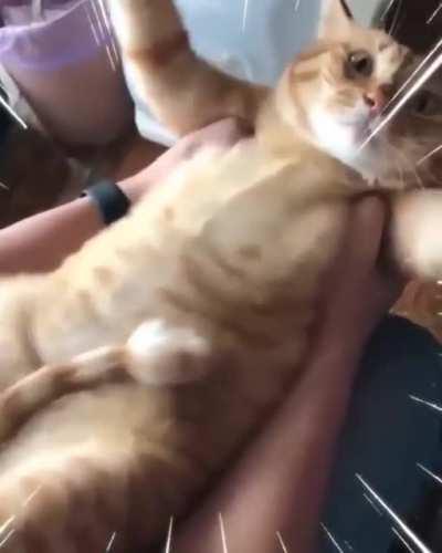 Jiggly cat!!