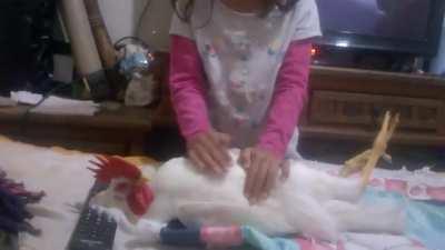 Tutorial como dormir un gallo