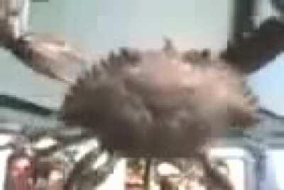 O vídeo mais incrível do mundo.