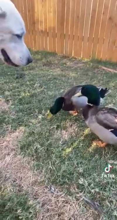 Labrador getting too curious about the pet ducks