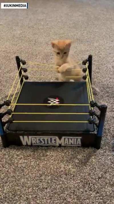 Quarantainment continues