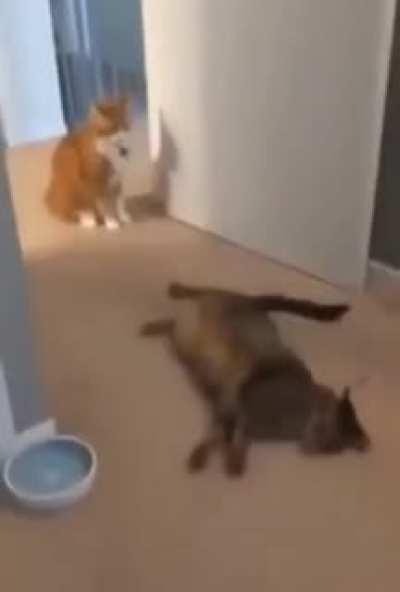 DrAmATic eNdIng To tHe FiGht oF tHE CenTuRY