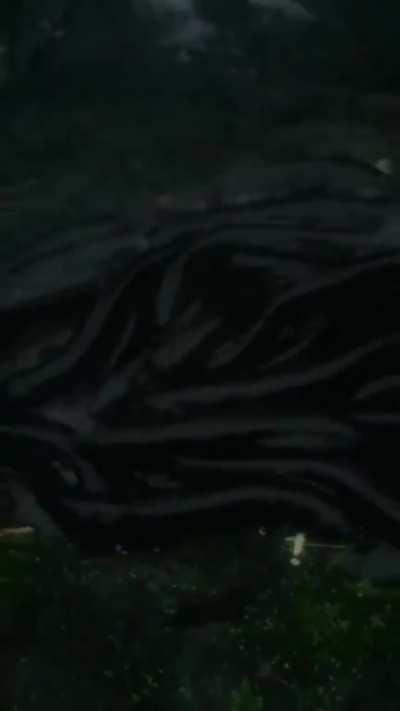 What? I can't hear you with the sound of my eels eating pizza