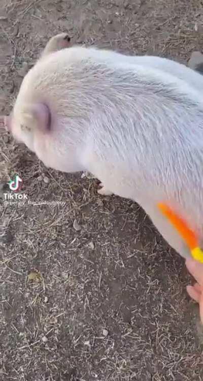 Polemica persona acuchilla cerdo y lo golpea hasta la muerte 😎😎🤑🤑