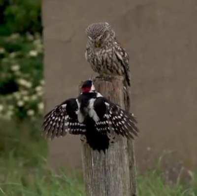 This is the owl's pole