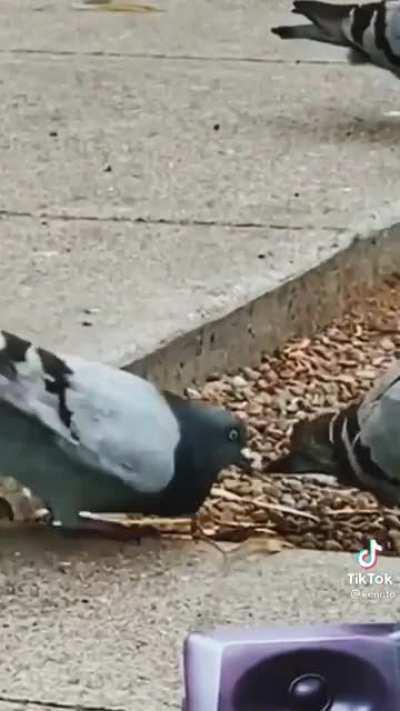 This guy won the internet today.