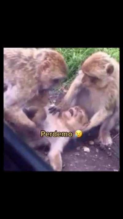 Dia a dia do muquinha quando tem live (quase nunca)