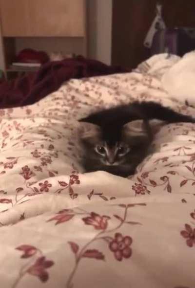 A kitten Doing Kitten Things