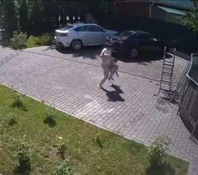 Crazy monkey tries to take baby with him.