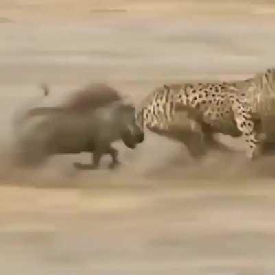 warthog plays the uno reverse card.