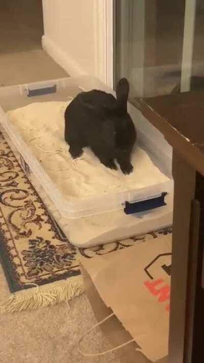Bunny Enjoying an Indoor Beach I Built
