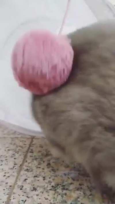 Merlin's first week home !