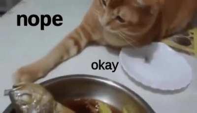 Touch the fishy. Taste the fishy.