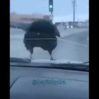 My bird people need me