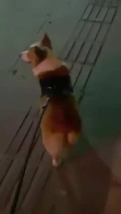 Corgo corgi corgi butt, loveU loveU forever
