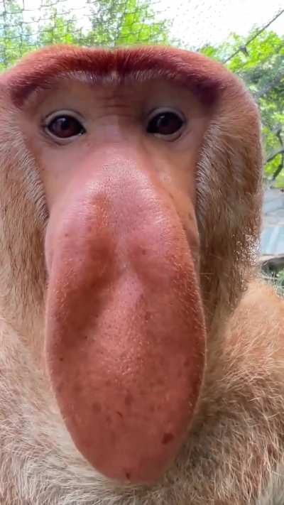 Proboscis monkey sound