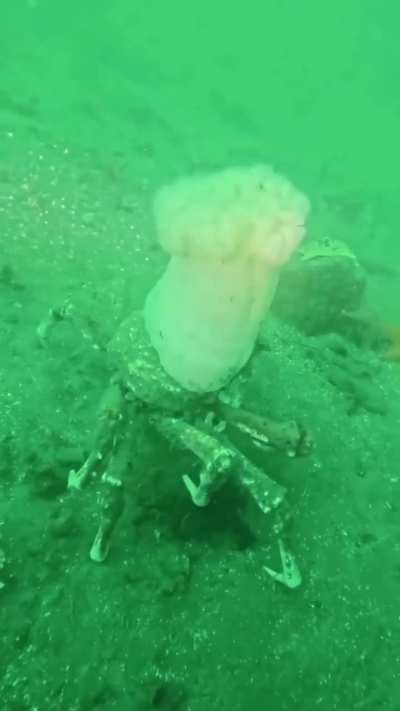🔥 A masking crab wearing an anemones like a chef’s hat