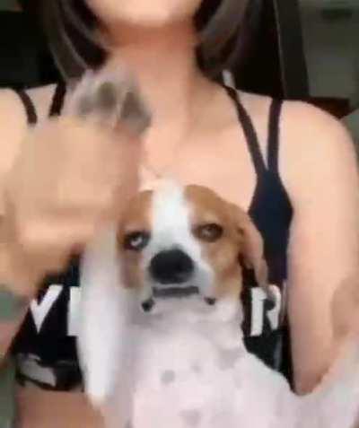 What would my wolf ancestors say!?