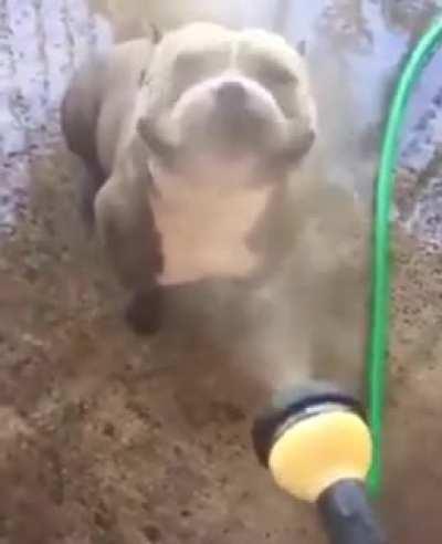 Smiling pitbull made me smile