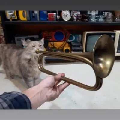 damn the boiy be playin that tumpet