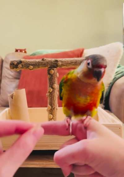 Archie learning Recall Flight Training