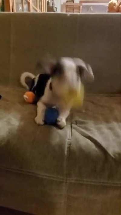 Latte finds out that squeaky toys are a thing