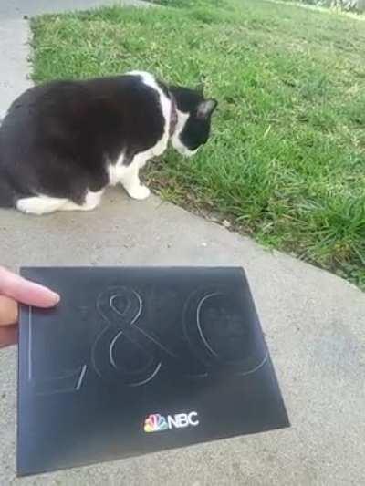 Dun-DUN! Momo gets a load of Law & Order