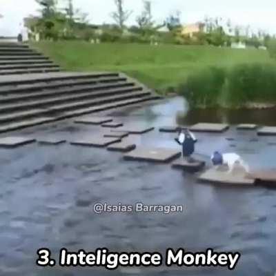 tipos de macacos 😎😈