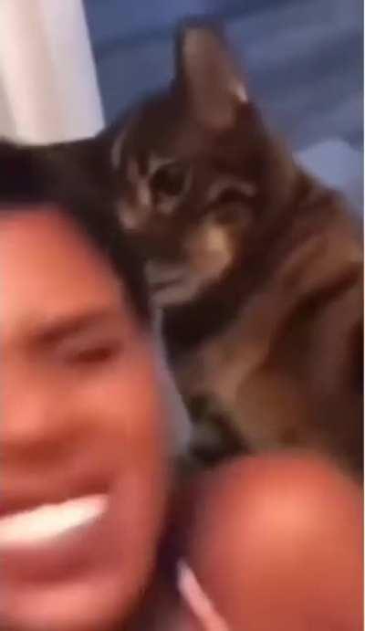 The cat just goes off like a machine gun !